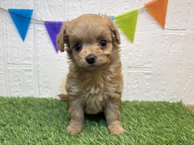 福島県のハーフ犬・ミックス犬 (アミーゴ郡山南店/2026年1月10日生まれ/女の子/アプリコット)の子犬