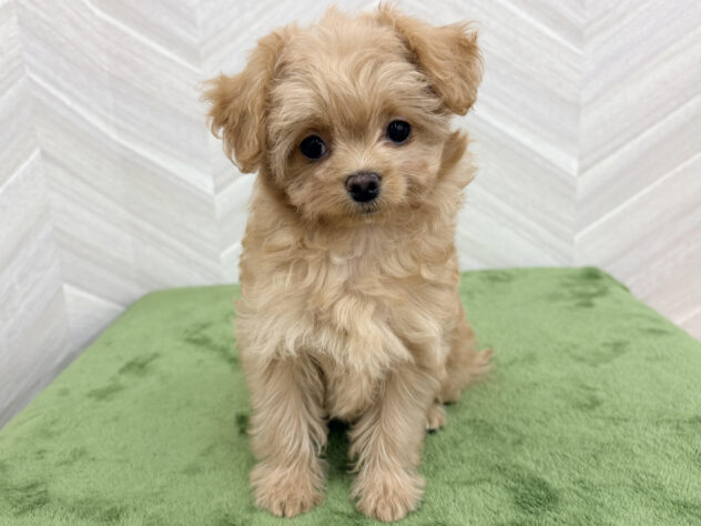 福島県のハーフ犬・ミックス犬 (アミーゴ郡山南店/2026年1月10日生まれ/女の子/アプリコット)の子犬