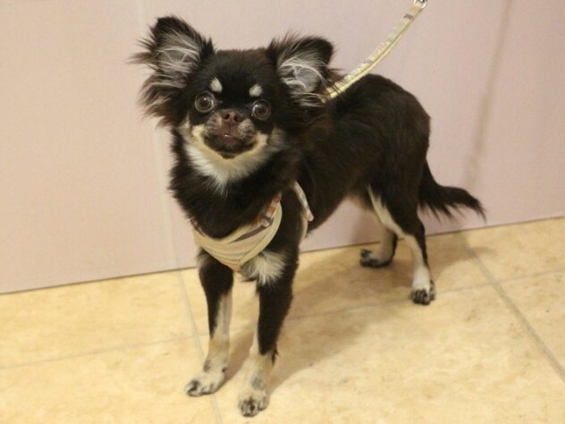 兵庫県のチワワ(スムース) (ペット・プラザ アミーゴ明石魚住店/2025年9月24日生まれ/女の子/チョコレートタン)の子犬の1枚目の画像