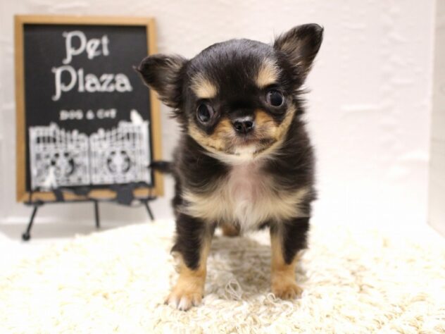 大阪府のチワワ(ロング) (ペット・プラザ アミーゴ箕面店/2026年1月18日生まれ/女の子/ブラックタンホワイト)の子犬の1枚目の画像