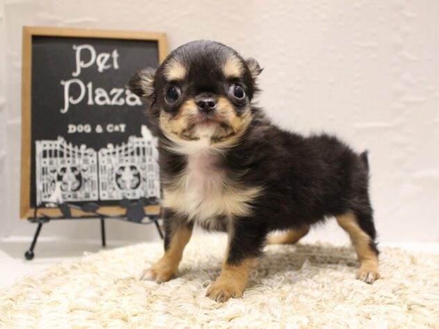 大阪府のチワワ(ロング) (ペット・プラザ アミーゴ箕面店/2026年1月18日生まれ/女の子/ブラックタンホワイト)の子犬の3枚目の画像