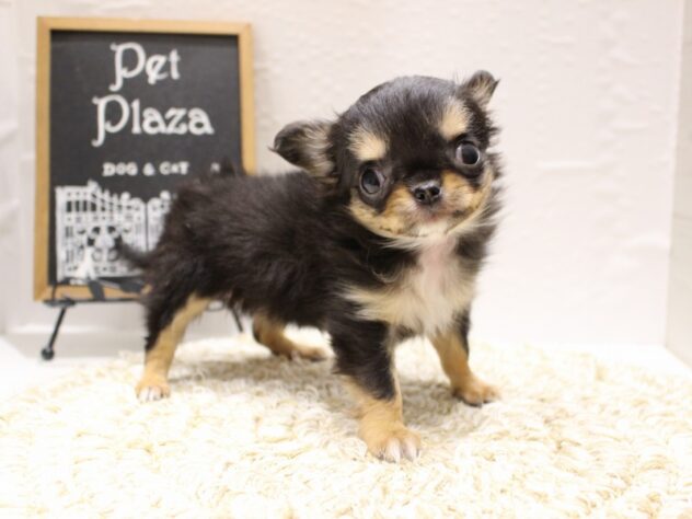 大阪府のチワワ(ロング) (ペット・プラザ アミーゴ箕面店/2026年1月18日生まれ/女の子/ブラックタンホワイト)の子犬の2枚目の画像