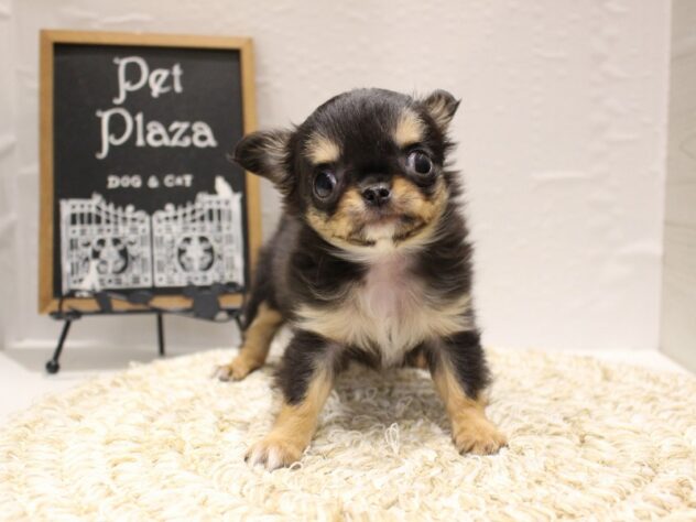 大阪府のチワワ(ロング) (ペット・プラザ アミーゴ箕面店/2026年1月18日生まれ/女の子/ブラックタンホワイト)の子犬の4枚目の画像