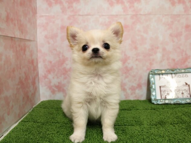 兵庫県のチワワ(ロング) (ペット・プラザ アミーゴ尼崎昭和通店/2026年1月23日生まれ/男の子/クリームホワイト)の子犬の1枚目の画像