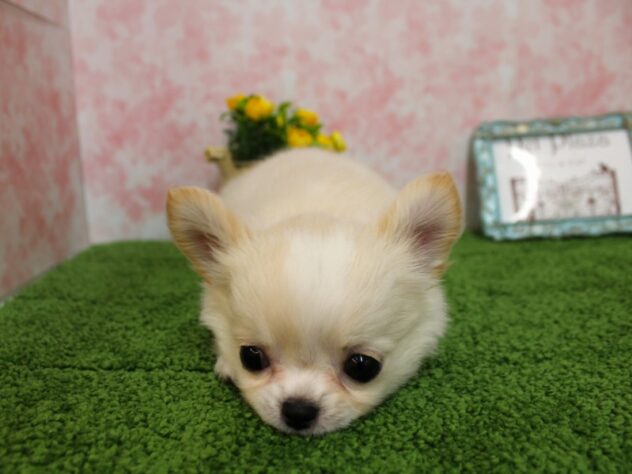 兵庫県のチワワ(ロング) (ペット・プラザ アミーゴ尼崎昭和通店/2026年1月23日生まれ/男の子/クリームホワイト)の子犬の3枚目の画像