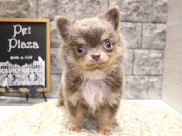 大阪府のチワワ(ロング) (ペット・プラザ アミーゴ箕面店/2026年1月31日生まれ/男の子/イザベラタン)の子犬