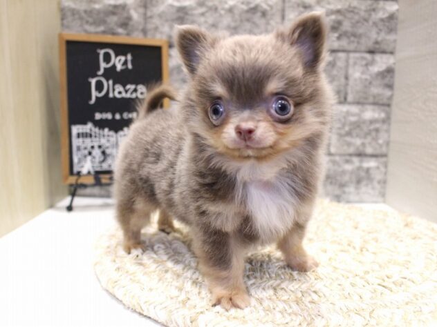 大阪府のチワワ(ロング) (ペット・プラザ アミーゴ箕面店/2026年1月31日生まれ/男の子/イザベラタン)の子犬の2枚目の画像