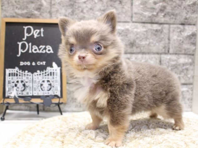 大阪府のチワワ(ロング) (ペット・プラザ アミーゴ箕面店/2026年1月31日生まれ/男の子/イザベラタン)の子犬の3枚目の画像