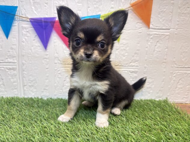 福島県のチワワ(ロング) (アミーゴ郡山南店/2026年1月12日生まれ/男の子/ブラックタンホワイト)の子犬