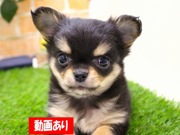 兵庫県のチワワ(ロング) (ペット・プラザ アミーゴ三田店/2026年1月2日生まれ/男の子/ブラックタンホワイト)の子犬の1枚目の画像