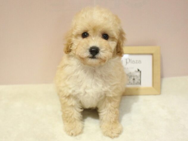 兵庫県のトイプードル(トイ) (ペット・プラザ アミーゴ明石魚住店/2026年1月25日生まれ/男の子/ペールフォーン)の子犬の1枚目の画像