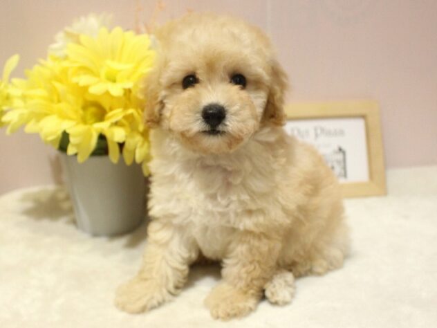 兵庫県のトイプードル(トイ) (ペット・プラザ アミーゴ明石魚住店/2026年1月25日生まれ/男の子/ペールフォーン)の子犬の2枚目の画像