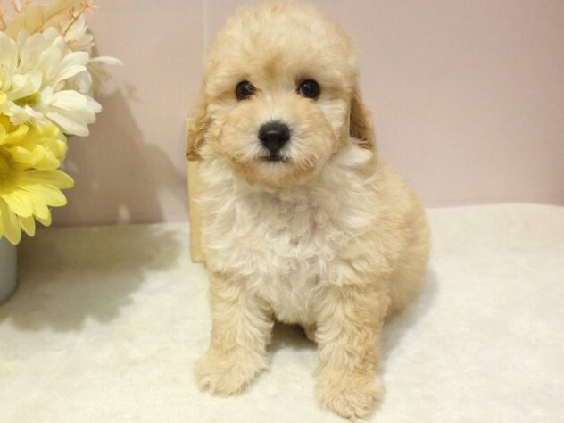 兵庫県のトイプードル(トイ) (ペット・プラザ アミーゴ明石魚住店/2026年1月25日生まれ/男の子/ペールフォーン)の子犬の3枚目の画像