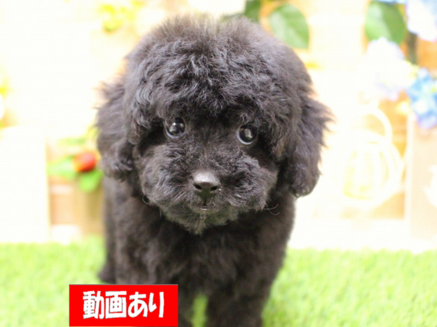 兵庫県のトイプードル(トイ) (ペット・プラザ アミーゴ三田店/2026年1月4日生まれ/女の子/ブラック)の子犬の1枚目の画像