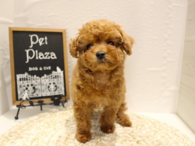 大阪府のトイプードル(トイ) (ペット・プラザ アミーゴ箕面店/2026年1月14日生まれ/女の子/オレンジフォーン)の子犬の1枚目の画像