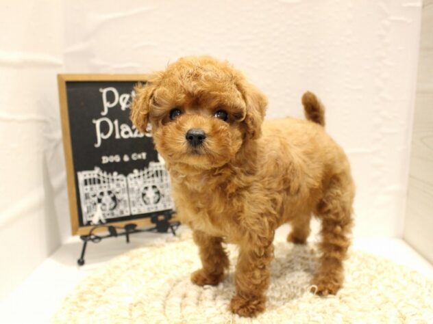 大阪府のトイプードル(トイ) (ペット・プラザ アミーゴ箕面店/2026年1月14日生まれ/女の子/オレンジフォーン)の子犬の2枚目の画像