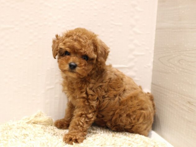 大阪府のトイプードル(トイ) (ペット・プラザ アミーゴ箕面店/2026年1月14日生まれ/女の子/オレンジフォーン)の子犬の3枚目の画像