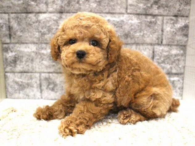 大阪府のトイプードル(トイ) (ペット・プラザ アミーゴ箕面店/2026年1月26日生まれ/女の子/レッド)の子犬の1枚目の画像