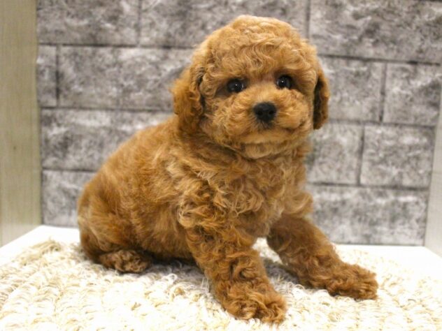 大阪府のトイプードル(トイ) (ペット・プラザ アミーゴ箕面店/2026年1月26日生まれ/女の子/レッド)の子犬の3枚目の画像