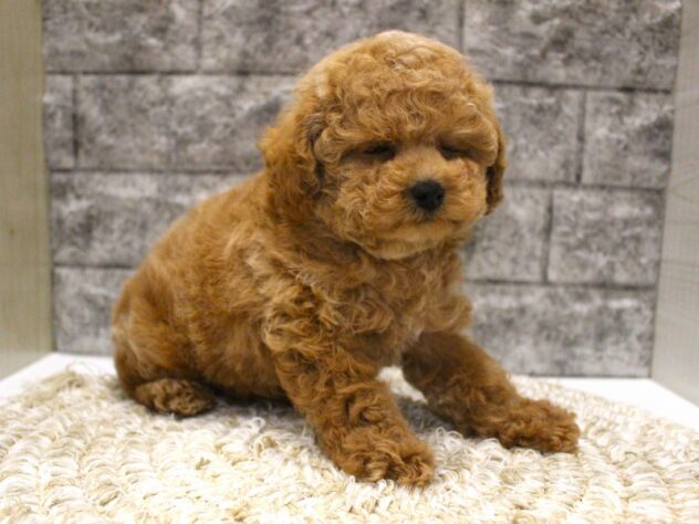 大阪府のトイプードル(トイ) (ペット・プラザ アミーゴ箕面店/2026年1月26日生まれ/女の子/レッド)の子犬の4枚目の画像