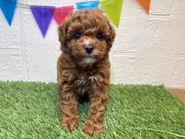 福島県のトイプードル(トイ) (アミーゴ郡山南店/2026年1月13日生まれ/女の子/レッド)の子犬