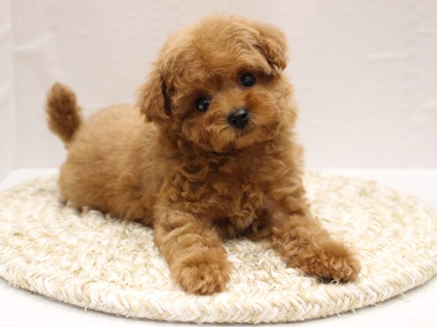 大阪府のトイプードル(トイ) (ペット・プラザ アミーゴ箕面店/2026年1月14日生まれ/女の子/オレンジフォーン)の子犬の2枚目の画像