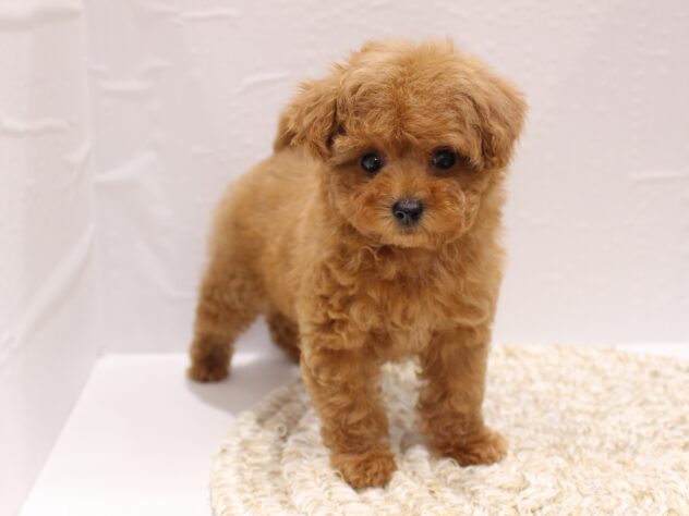 大阪府のトイプードル(トイ) (ペット・プラザ アミーゴ箕面店/2026年1月14日生まれ/女の子/オレンジフォーン)の子犬の1枚目の画像