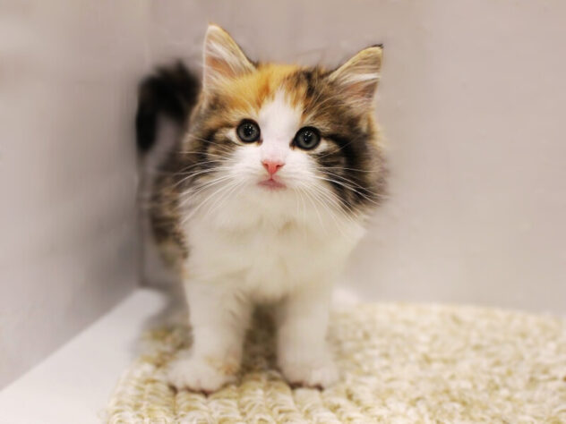 大阪府のノルウェージャンフォレストキャット (ペット・プラザ アミーゴ箕面店/2026年1月14日生まれ/女の子/キャリコ)の子猫の1枚目の画像
