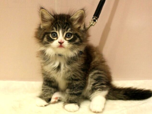 兵庫県のノルウェージャンフォレストキャット (ペット・プラザ アミーゴ明石魚住店/2026年1月27日生まれ/男の子/ブラウンタビーホワイト)の子猫の1枚目の画像