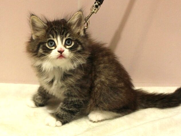 兵庫県のノルウェージャンフォレストキャット (ペット・プラザ アミーゴ明石魚住店/2026年1月27日生まれ/男の子/ブラウンタビーホワイト)の子猫の2枚目の画像