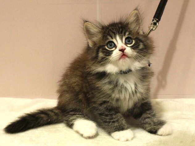 兵庫県のノルウェージャンフォレストキャット (ペット・プラザ アミーゴ明石魚住店/2026年1月27日生まれ/男の子/ブラウンタビーホワイト)の子猫の3枚目の画像