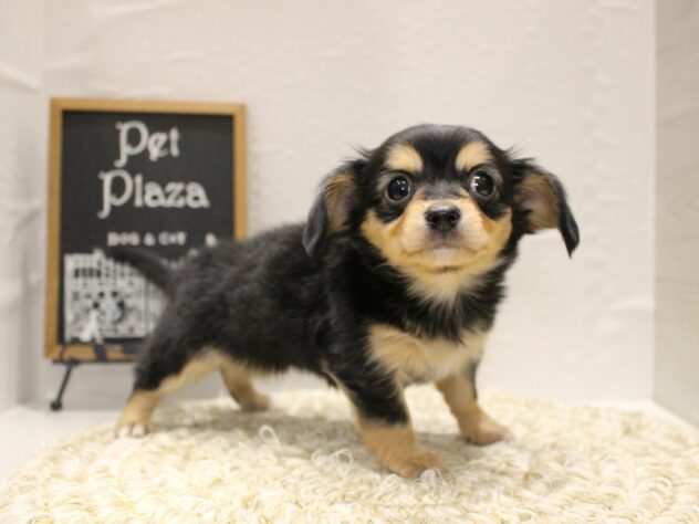 大阪府のチワックス(チワワ×ダックス) (ペット・プラザ アミーゴ箕面店/2026年1月9日生まれ/女の子/ブラックタン)の子犬の2枚目の画像