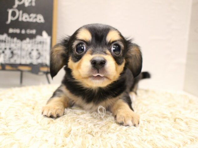 大阪府のチワックス(チワワ×ダックス) (ペット・プラザ アミーゴ箕面店/2026年1月9日生まれ/女の子/ブラックタン)の子犬の4枚目の画像