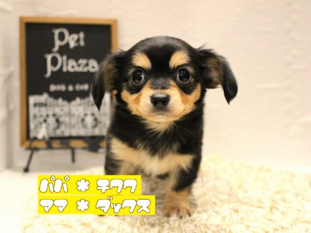 大阪府のチワックス(チワワ×ダックス) (ペット・プラザ アミーゴ箕面店/2026年1月9日生まれ/女の子/ブラックタン)の子犬の1枚目の画像