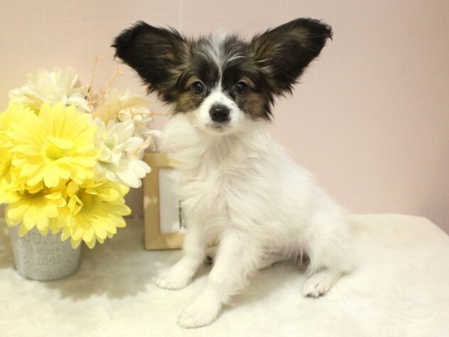 兵庫県のパピヨン (ペット・プラザ アミーゴ明石魚住店/2026年1月1日生まれ/女の子/ホワイトブラウン)の子犬の1枚目の画像