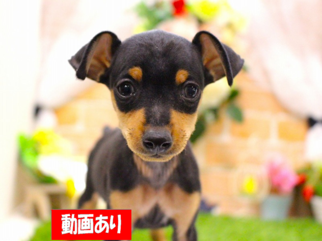 兵庫県のミニチュアピンシャー (ペット・プラザ アミーゴ三田店/2026年1月11日生まれ/男の子/ブラックタン)の子犬の1枚目の画像