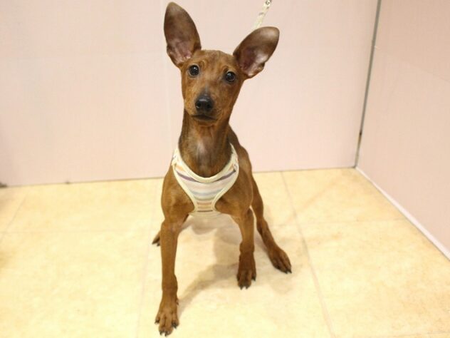 兵庫県のミニチュアピンシャー (ペット・プラザ アミーゴ明石魚住店/2025年11月11日生まれ/男の子/レッド)の子犬の1枚目の画像