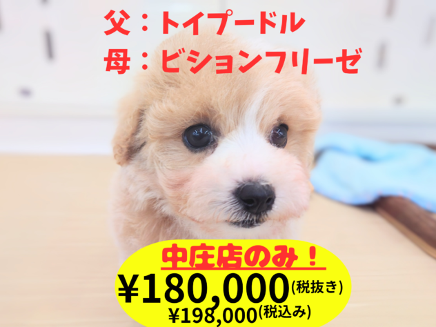 岡山県のハーフ犬・ミックス犬 (アミーゴ中庄店/2026年1月4日生まれ/女の子/アプリコット)の子犬の1枚目の画像
