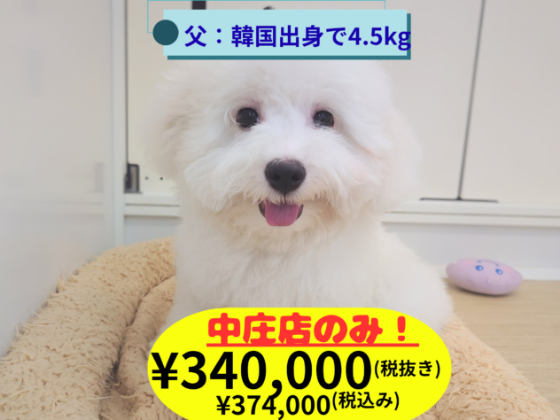 岡山県のビションフリーゼ (アミーゴ中庄店/2026年1月1日生まれ/男の子/ホワイト)の子犬の1枚目の画像