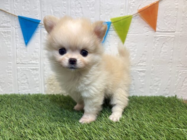 福島県のハーフ犬・ミックス犬 (アミーゴ郡山南店/2026年1月17日生まれ/女の子/クリーム)の子犬