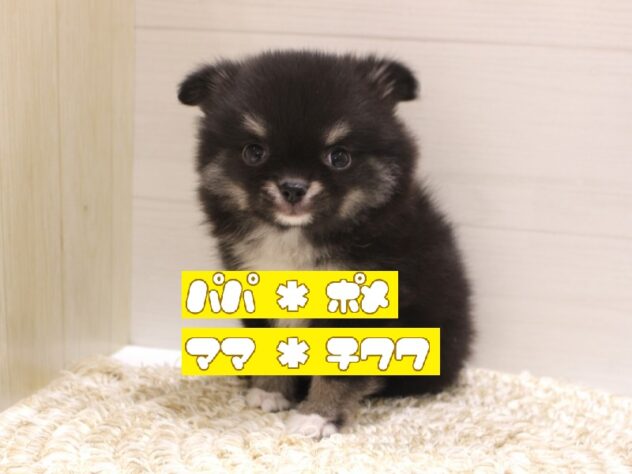 大阪府のポメチワ/チワポメ/ポメチー(ポメラニアン×チワワ) (ペット・プラザ アミーゴ箕面店/2026年1月31日生まれ/女の子/ブラックホワイト)の子犬の1枚目の画像