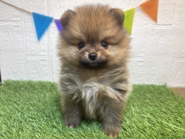 福島県のポメラニアン (アミーゴ郡山南店/2025年12月30日生まれ/女の子/オレンジ)の子犬