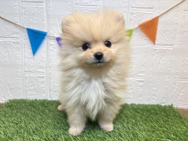 福島県のポメラニアン (アミーゴ郡山南店/2026年1月16日生まれ/女の子/クリーム)の子犬