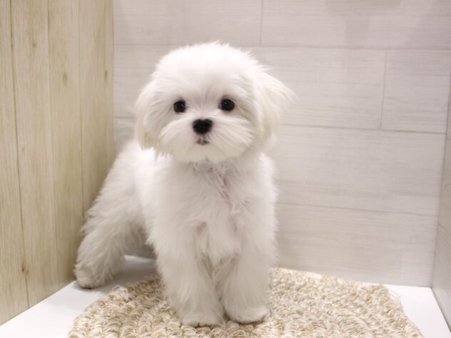 大阪府のマルチーズ (ペット・プラザ アミーゴ箕面店/2025年10月31日生まれ/女の子/ホワイト)の子犬の1枚目の画像