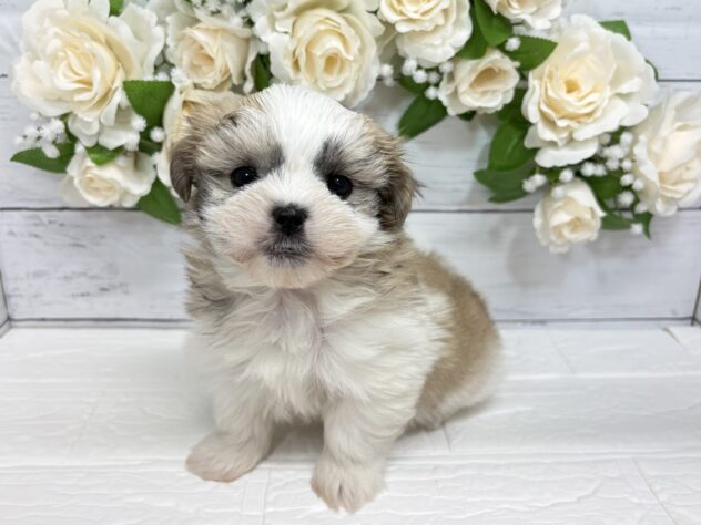 福島県のハーフ犬・ミックス犬 (アミーゴ郡山南店/2026年1月20日生まれ/男の子/レッドホワイト)の子犬