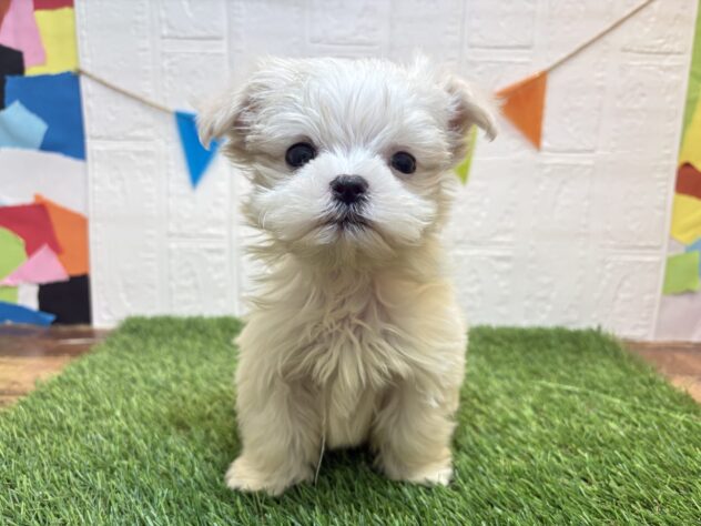 福島県のマルチーズ (アミーゴ郡山南店/2026年1月18日生まれ/男の子/ホワイト)の子犬