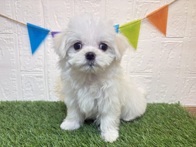 福島県のマルチーズ (アミーゴ郡山南店/2025年12月11日生まれ/女の子/ホワイト)の子犬