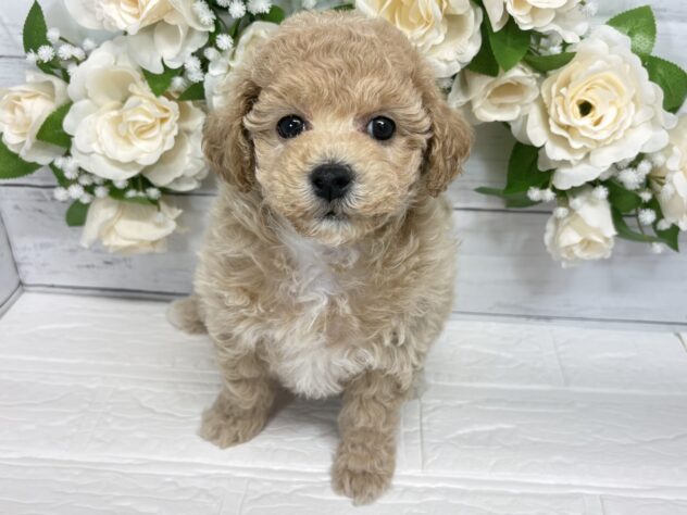 福島県のハーフ犬・ミックス犬 (アミーゴ郡山南店/2025年12月24日生まれ/女の子/アプリコット)の子犬