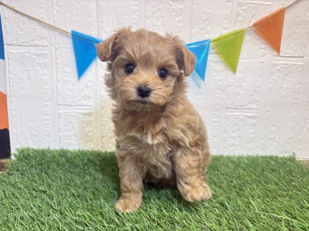 福島県のハーフ犬・ミックス犬 (アミーゴ郡山南店/2025年12月28日生まれ/女の子/アプリコット)の子犬