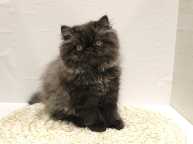 大阪府のミヌエット (ペット・プラザ アミーゴ箕面店/2026年1月1日生まれ/女の子/ブラックスモーク)の子猫の1枚目の画像